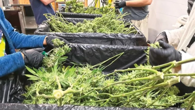 Oregon cannabis prices fall to record low but consumer demand steady Oregon cannabis prices fall to record low but consumer demand steady