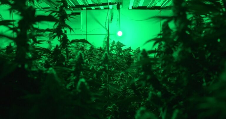 Rescheduling could lead to tax breaks for Montana cannabis operations