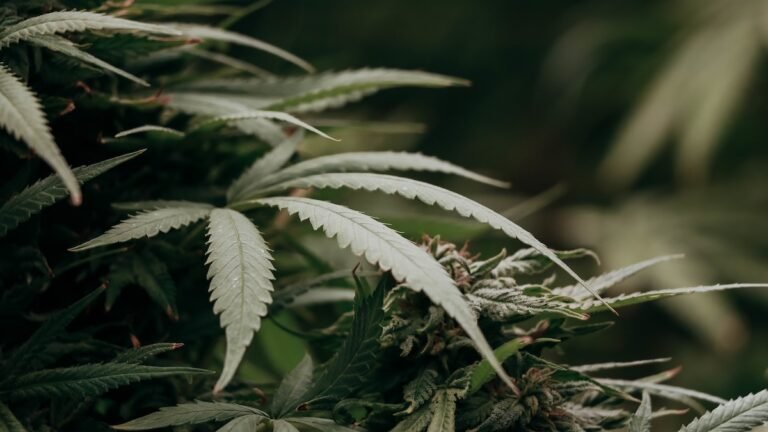 Scientists Resurrected Extinct Cannabis Enzymes And Traced The Drug's Origins : ScienceAlert