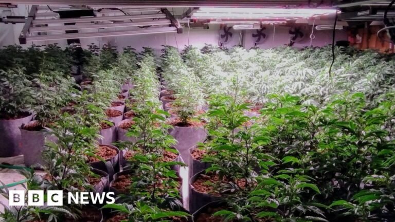 'Substantial' cannabis factory discovered in raid in Market Harborough