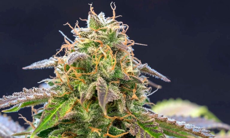 The Terpene That Promotes Healthy Bones (& Dry Mouth)