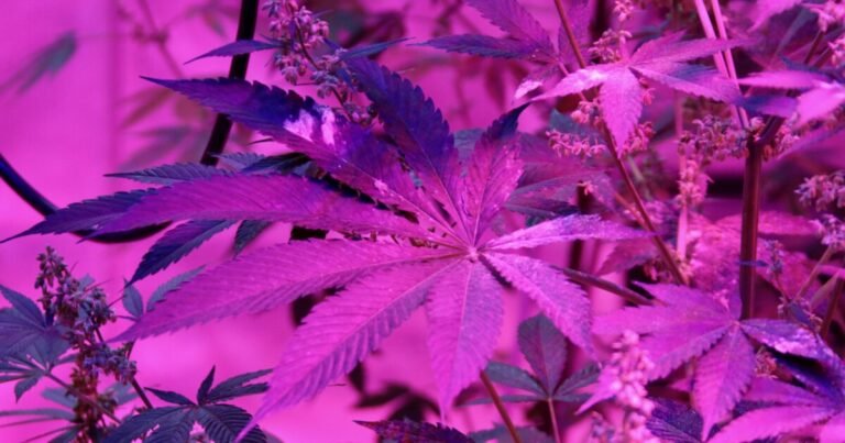 The long wait for a legal cannabis market has forced some Virginia hemp growers out, strained others