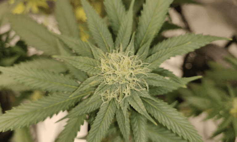 Top GOP West Virginia Lawmaker Says Trump's Marijuana Rescheduling Order Could Bolster Push For State Legalization