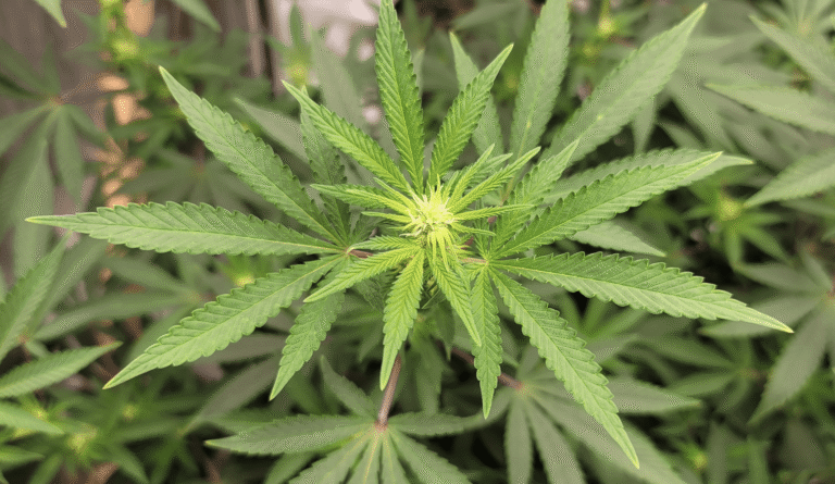 Virginia House And Senate Lawmakers Approve Bills To Legalize Marijuana Sales Under New Pro-Reform Governor