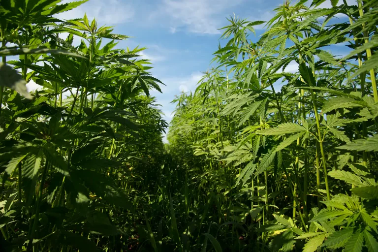 Amendment To Delay Hemp THC Ban Won't Get A Vote At Farm Bill Hearing, Key GOP Congressional Committee Chair Signals