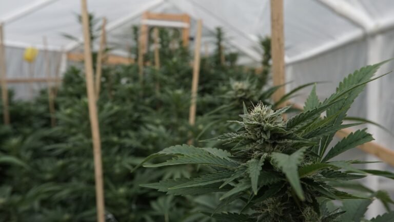 Cannabis not a "priority" for Trump DOJ, GOP congressman says (Newsletter: February 11, 2026)