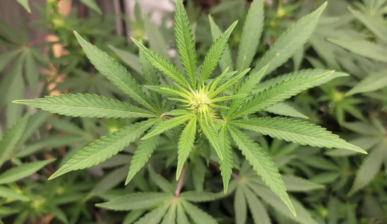 Hawaii Lawmakers Approve Bill To Let Patients Access Medical Marijuana Immediately Instead Of Having To Wait For Registration Processing