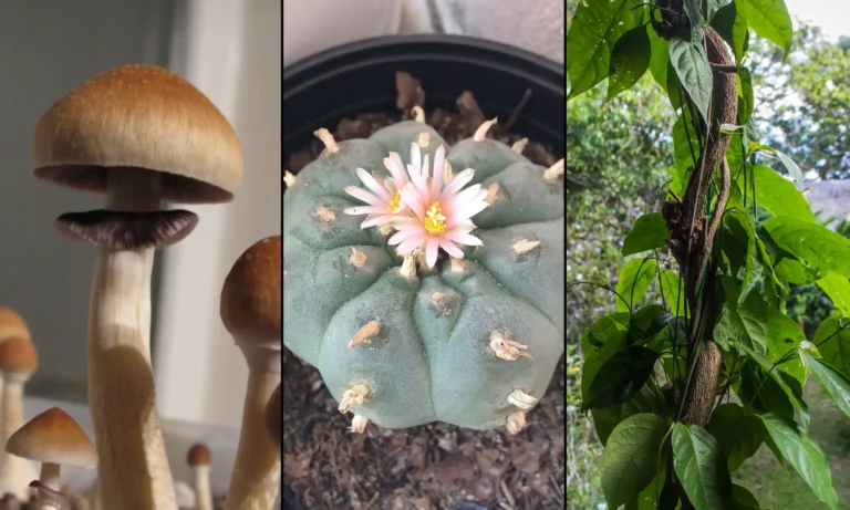 Maryland Lawmakers Approve Bills To Extend Psychedelics Task Force Through 2027