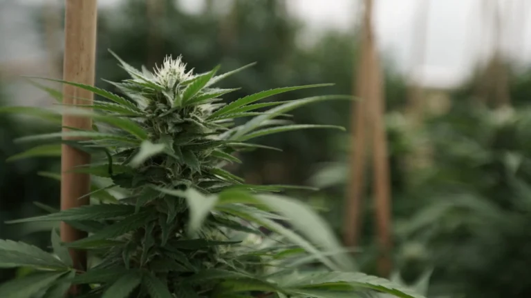 Missouri Audit Highlights Marijuana Licensing 'Deficiencies,' Drawing Pushback From Regulators