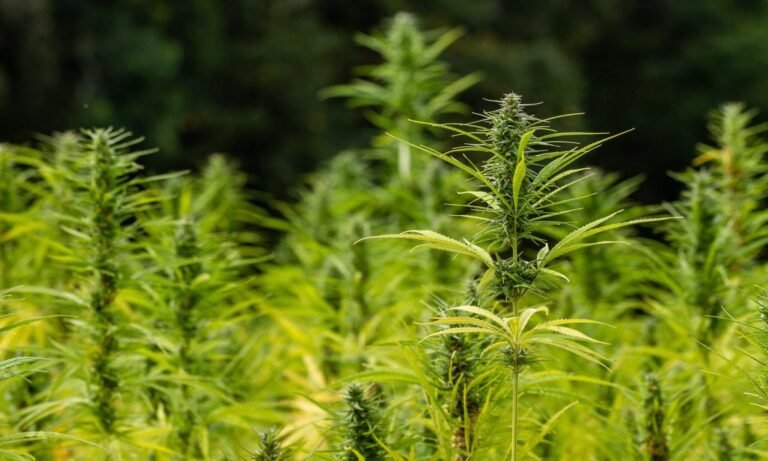 New Farm Bill Released By GOP Committee Chair Aims To Reduce Hemp Industry 'Regulatory Burdens'