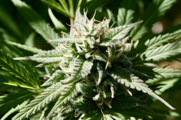 Ohio Governor Tells Cannabis Advocates To Stop 'Whining' Over Legalization Law Changes As Rollback Referendum Proceeds