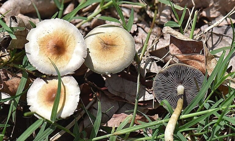 Washington State Senators Approve Bill To Legalize Psilocybin Therapy For Adults