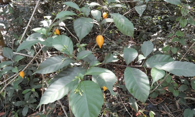 West Virginia And Mississippi Lawmakers Approve Psychedelics Bills To Fund Ibogaine Trials Toward FDA Approval