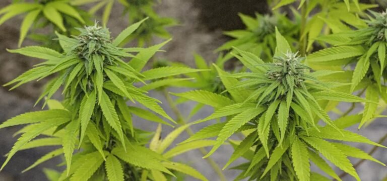 Cannabis MSO PharmaCann Closing Colorado & Pennsylvania Cultivation Sites