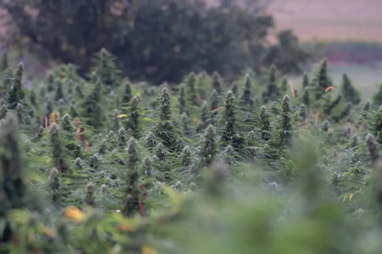 Cannabis biz could list on stock exchanges under new congressional bill (Newsletter: March 20, 2026)