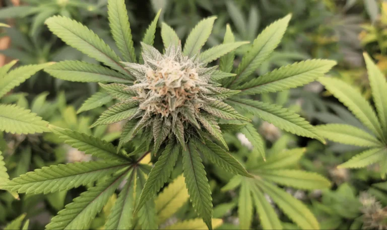 Colorado Bill To Allow Medical Marijuana Use In Hospitals Heads To Governor's Desk