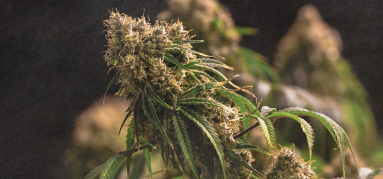 Indiana Gov. Expresses Support for State Cannabis Law Reforms  