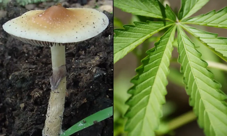 New Hampshire House Lets Marijuana Legalization And Psilocybin Therapy Bills Die Without A Vote