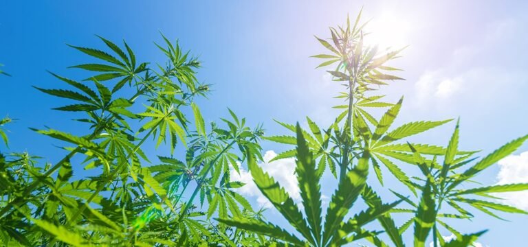 Tennessee Lawmakers to Consider 3 Cannabis Bills Next Week 