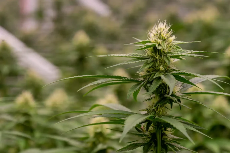 Virginia's Cannabis Sales Legalization Bill Gives An Unfair Head Start To Existing Big Businesses (Op-Ed)