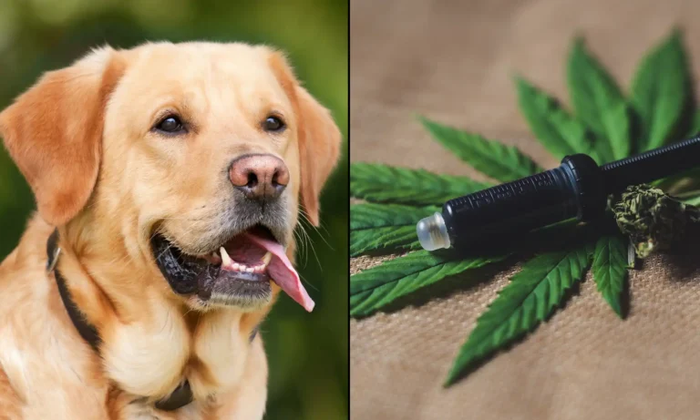 Maryland Governor Signs Bills To Protect Veterinarians Who Recommend Medical Marijuana For Animals Maryland Governor Signs Bills To Protect Veterinarians Who Recommend Medical Marijuana For Animals