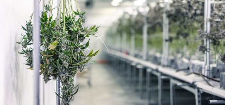 Nebraska Legislature Passes Bill Giving Medical Cannabis Commission Power to Set Fees and Raise Revenue