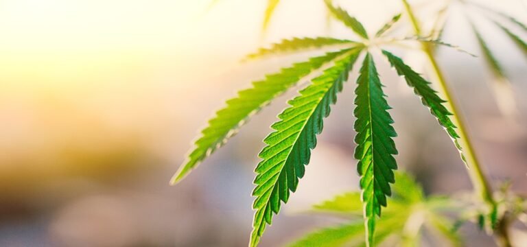 Oklahoma Judge Lifts Medical Cannabis Farm’s License Suspension