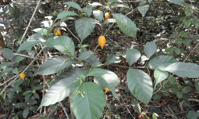 Trump Plans To Sign Executive Order On The Psychedelic Ibogaine As Soon As This Week, Report Says