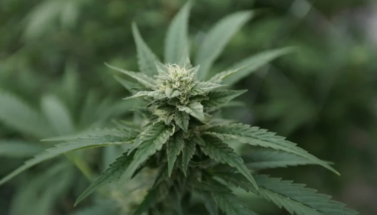 Virginia lawmakers push back on governor’s cannabis amendments (Newsletter: April 15, 2026) Virginia lawmakers push back on governor's cannabis amendments (Newsletter: April 15, 2026)