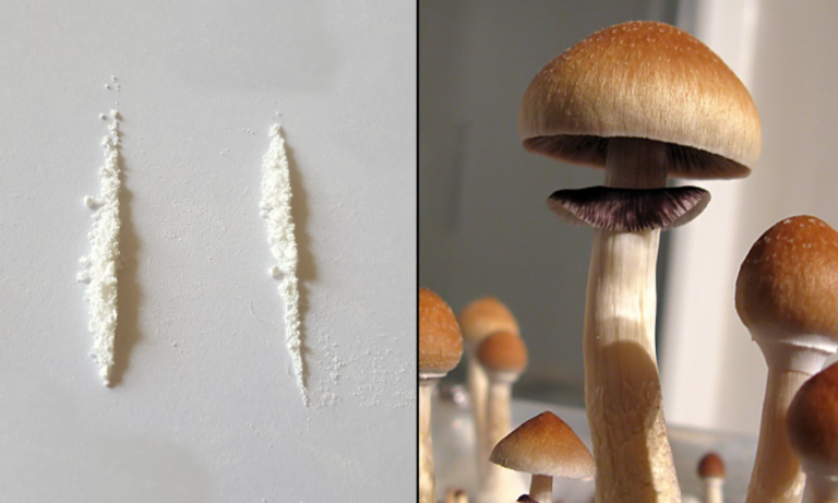 A Single Dose Of Psilocybin Appears To Safely Treat Cocaine Addiction, New Study Published By American Medical Association Study Shows