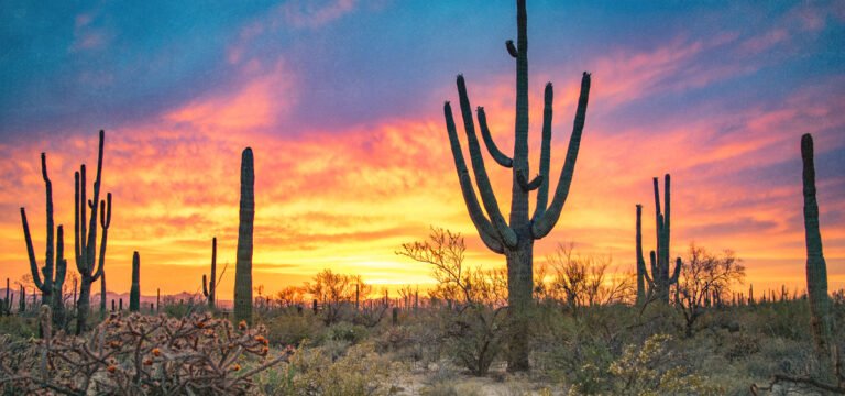 Campaign to Repeal Arizona’s Adult-Use Cannabis Market Shuts Down