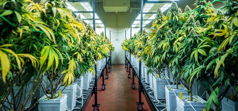 Massachusetts Gov. Appoints New Cannabis Commissioners
