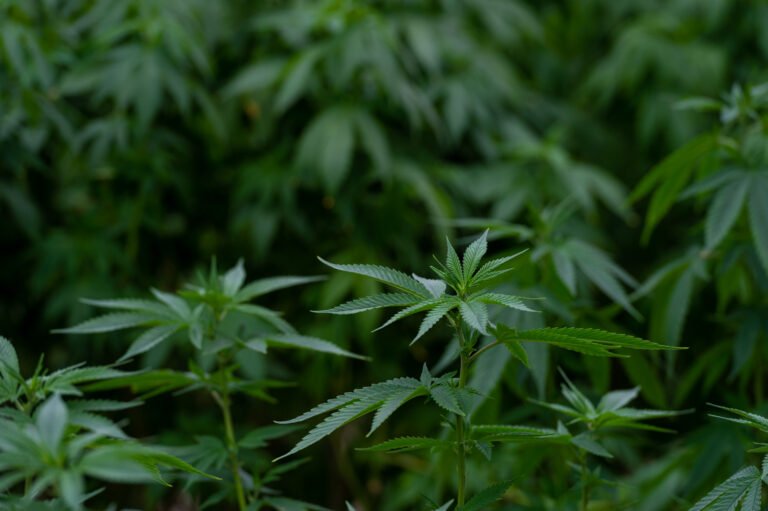 Missouri Regulators Prepare For Final Marijuana Equity Business License Lottery Missouri Regulators Prepare For Final Marijuana Equity Business License Lottery