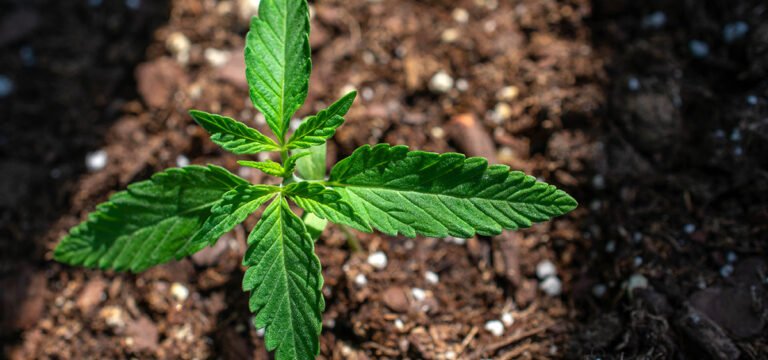 North Carolina Bill Would Put Adult-Use and Medical Cannabis Questions on November Ballots North Carolina Bill Would Put Adult-Use and Medical Cannabis Questions on November Ballots