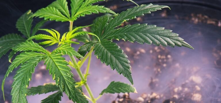 Oklahoma Requires Medical Cannabis Companies to Register with DEA