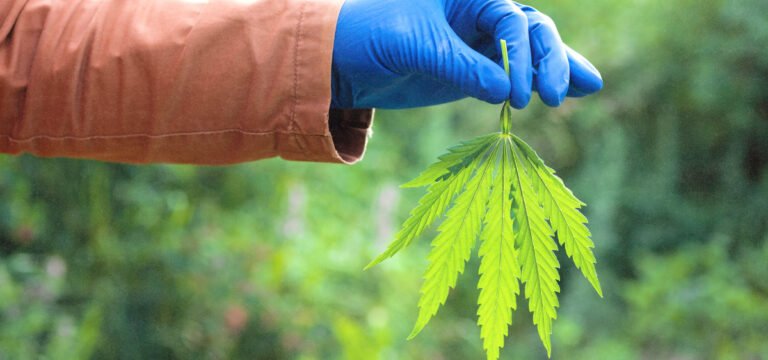 Researchers Create High-Temperature Stable Hemp Plastic