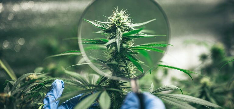 WWE Hall of Famer and Professional Wrestler Rob Van Dam Launches CBD Product Line WWE Hall of Famer and Professional Wrestler Rob Van Dam Launches CBD Product Line
