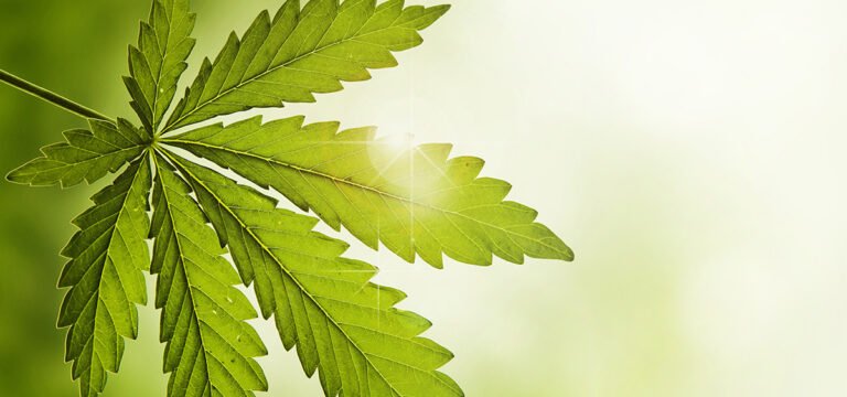 ASA Outlines Patient Rights After Medical Cannabis Rescheduling ASA Outlines Patient Rights After Medical Cannabis Rescheduling
