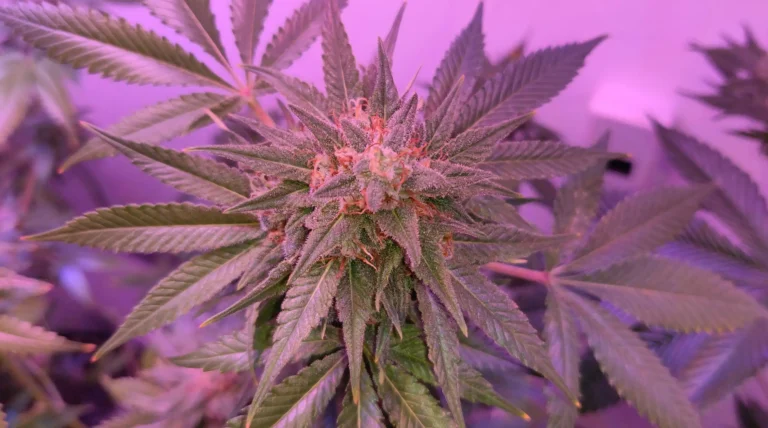DEA Judge Sets Testimony Schedule For Marijuana Rescheduling Hearing Starting Next Week