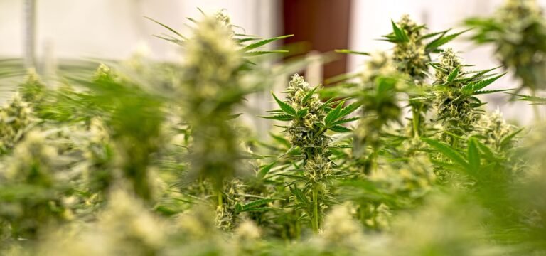 Missouri Opens Third Cannabis Microbusiness License Round Next Month