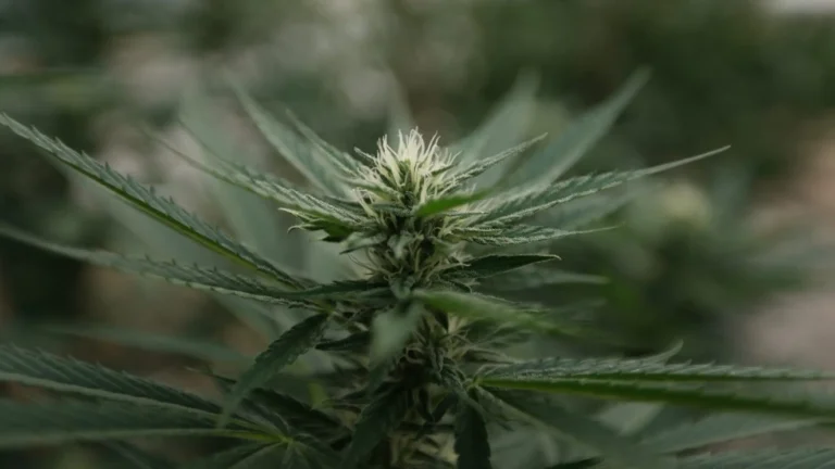Nebraska Officials Approve Start Of Medical Cannabis Cultivation Nebraska Officials Approve Start Of Medical Cannabis Cultivation