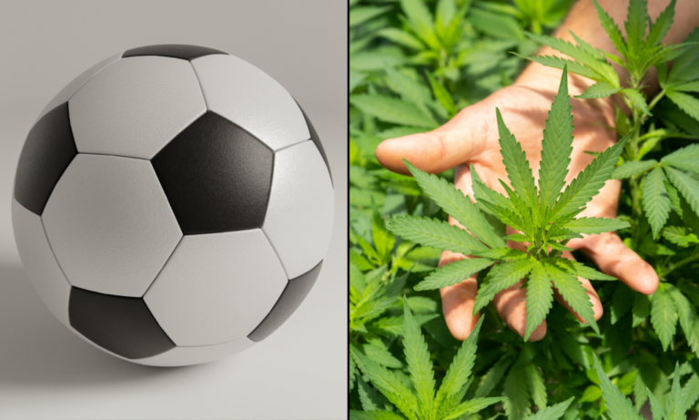 State Marijuana Officials Educate World Cup Fans About How To Celebrate Legally And Responsibly While Visiting State Marijuana Officials Educate World Cup Fans About How To Celebrate Legally And Responsibly While Visiting
