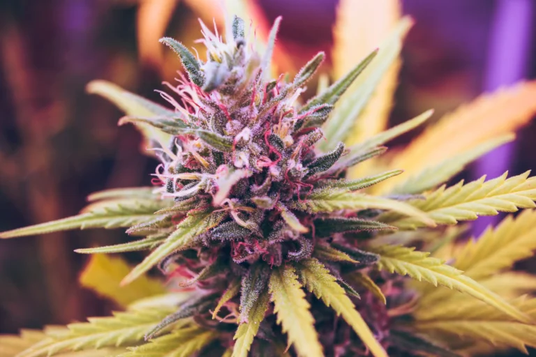 Does White House actually support new hemp bill? (Newsletter: July 24, 2026) Does White House actually support new hemp bill? (Newsletter: July 24, 2026)