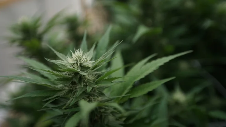 Feds issue report on cannabis scales to help state officials set rules (Newsletter: July 8, 2026)