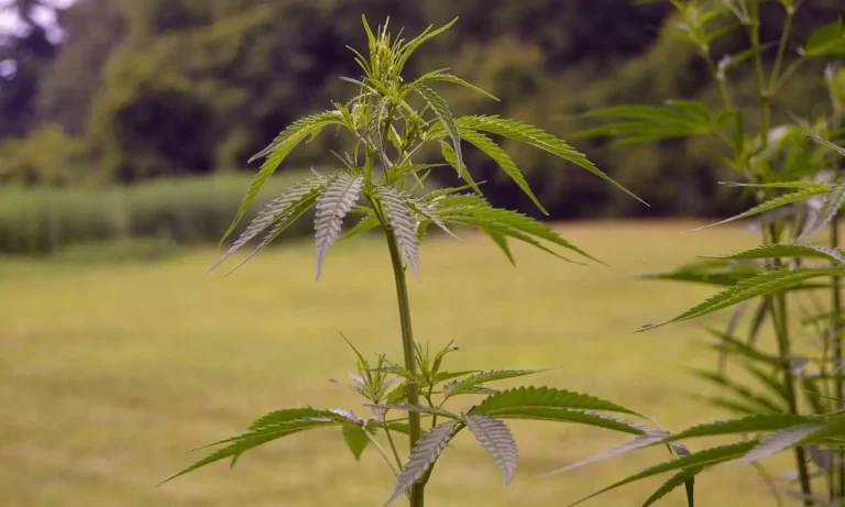 GOP Lawmaker Circulates Another New Bill To Keep Hemp THC Products Federally Legal GOP Lawmaker Circulates Another New Bill To Keep Hemp THC Products Federally Legal