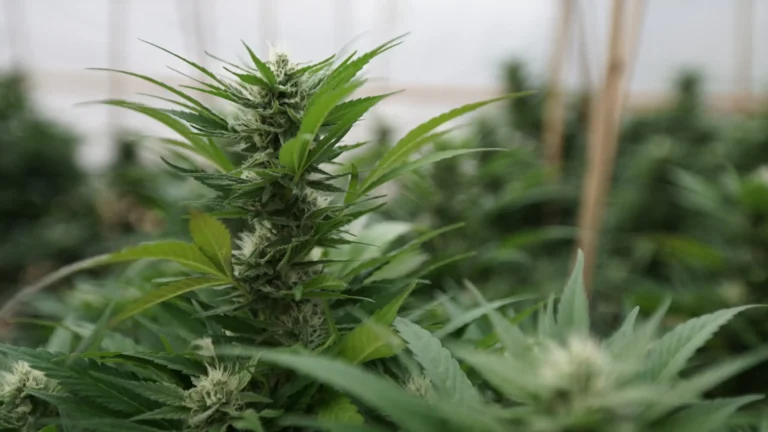 Inside DEA’s cannabis rescheduling hearing (Newsletter: July 6, 2026) Inside DEA's cannabis rescheduling hearing (Newsletter: July 6, 2026)