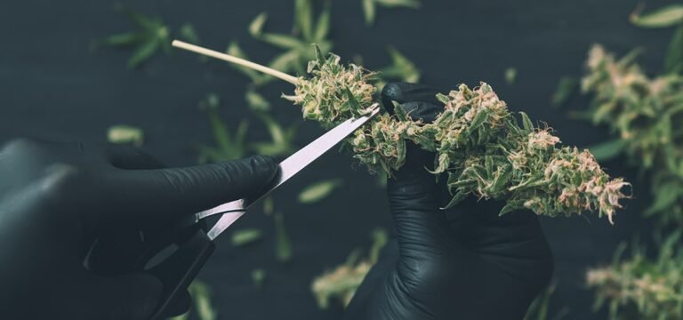 Missouri Cannabis Workers Win Union Contract to Secure Higher Pay and Paid Vacation Missouri Cannabis Workers Win Union Contract to Secure Higher Pay and Paid Vacation