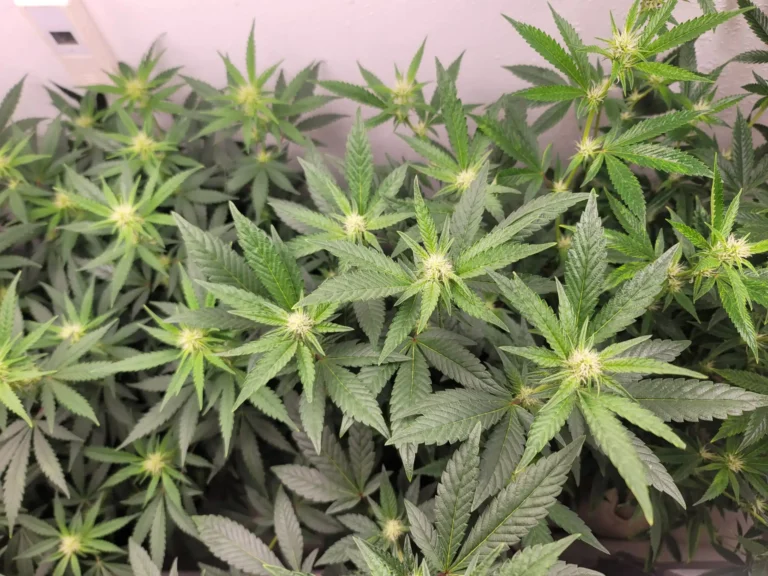 New Federal Report Analyzes Scales Used To Weigh Marijuana, Offering Advice For State Officials