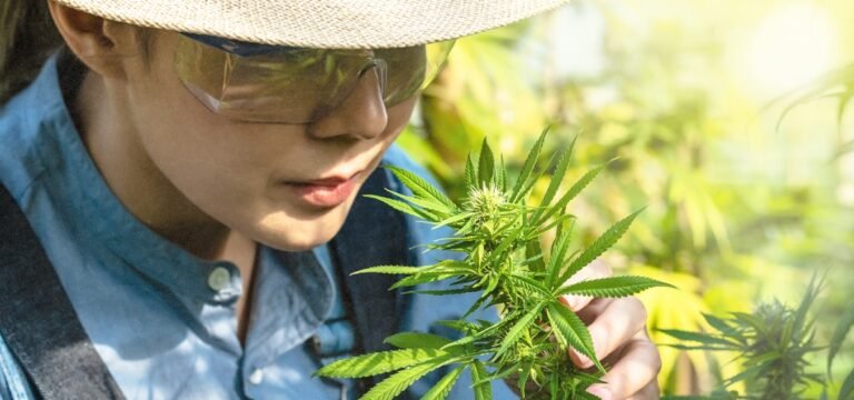 Roanoke College Launches Three-Year Bachelor’s Degree Program in Cannabis Studies Roanoke College Launches Three-Year Bachelor’s Degree Program in Cannabis Studies