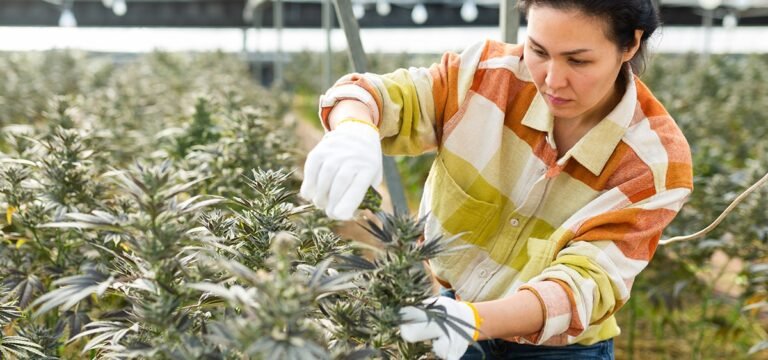 The Cannabist to Close Two Cultivation Sites in New Jersey, Cutting 86 Jobs The Cannabist to Close Two Cultivation Sites in New Jersey, Cutting 86 Jobs